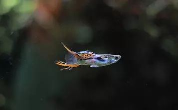 Endler Guppy